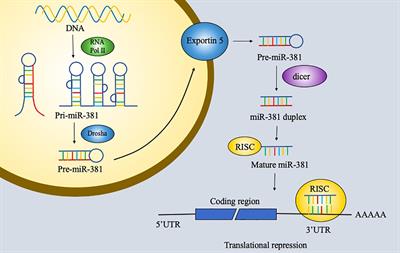 MicroRNA-381—A Key Transcriptional Regulator: Its Biological Function and Clinical Application Prospects in Cancer